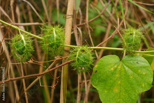 Wild Passionfruit Pods in the Jungle