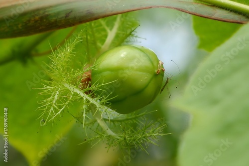 Wild Passionfruit Pods in the Jungle