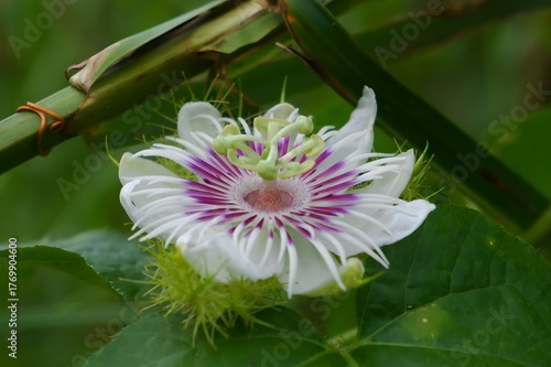 Stunning Detailed Close-up of Passiflora foetida Flower (Stinking Passionflower).
