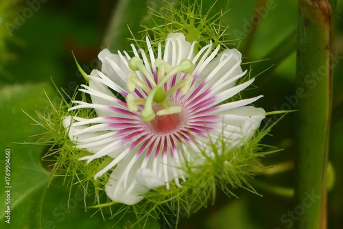 Stunning Detailed Close-up of Passiflora foetida Flower (Stinking Passionflower).