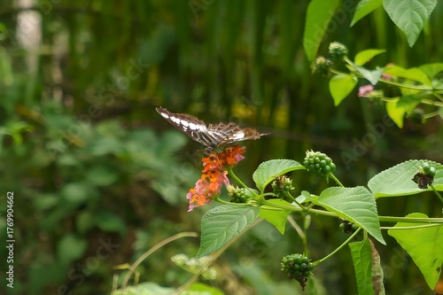 Commander Butterfly (Moduza procris) Nectaring on Lantana Flower