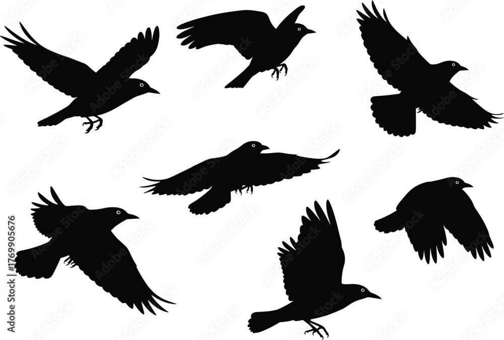 Fototapeta premium Silhouette of flying crows collection, black raven birds in motion with spread wings, isolated wildlife vector illustration design for nature background