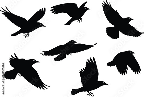 Silhouette of flying crows collection, black raven birds in motion with spread wings, isolated wildlife vector illustration design for nature background