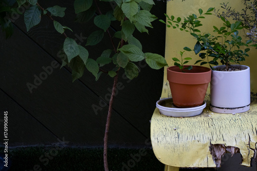 There are two flower pots on an old chair.낡은의자위에 화분 두개가 놓여있습니다.