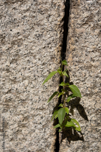 Weeds are growing between the stone walls.돌담사이에 잡초가 자라고있습니다.