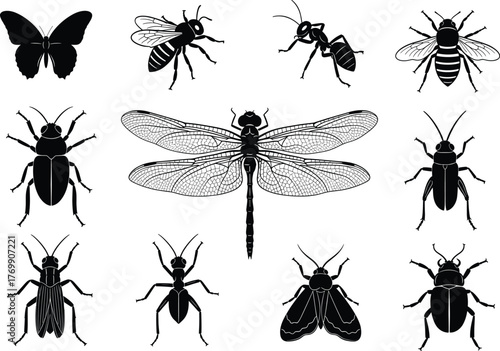 Insect collection vector illustration, detailed black silhouette insects including dragonfly, butterfly, beetle, bee, ant and cricket, wildlife entomology design for nature concept