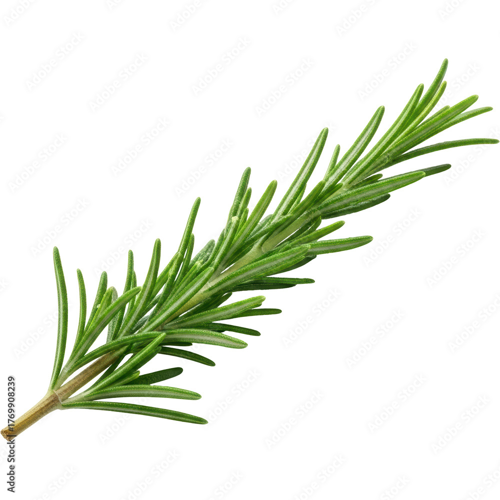 Fototapeta premium Fresh green rosemary sprig, an aromatic herb for cooking and garnishing