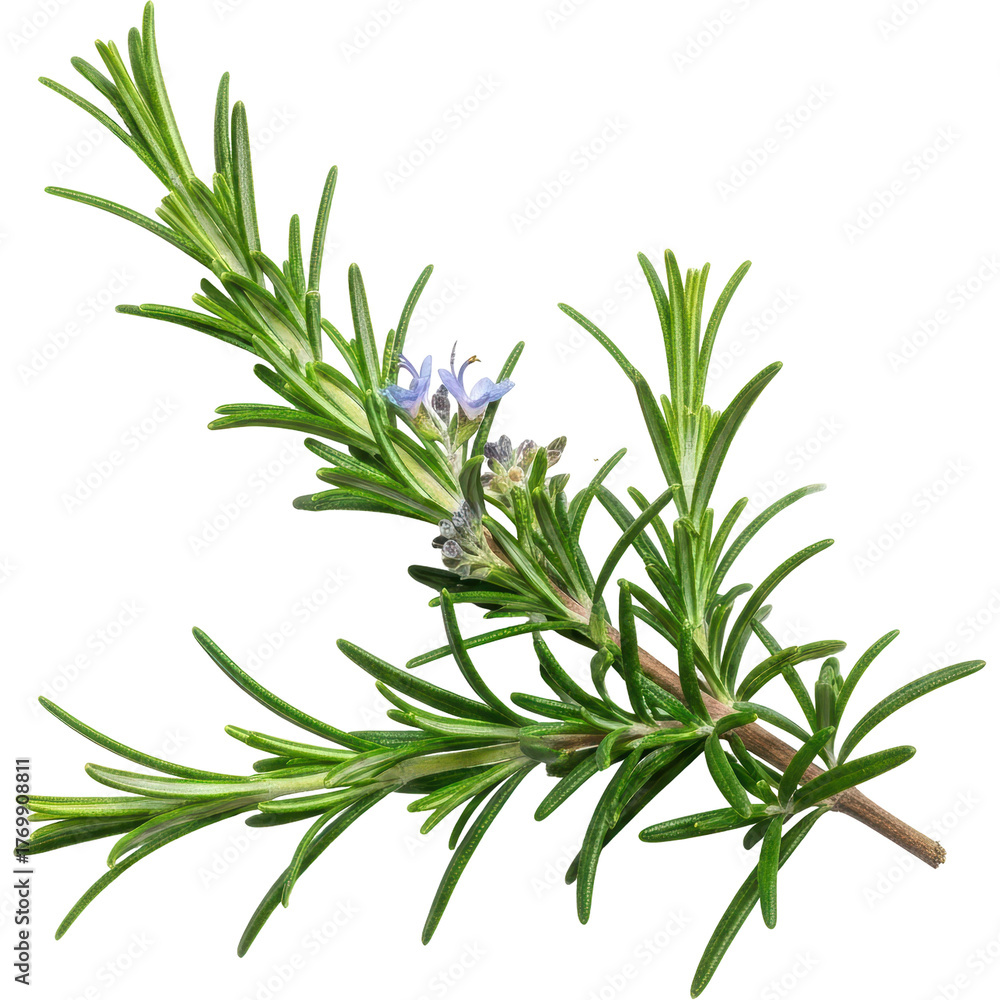 Fototapeta premium Fresh rosemary sprig with delicate purple flowers, a fragrant herb for cooking and aromatherapy