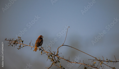  A small Scaly breasted munia perched on the seed head of sorghum or millet plant. It has a soft, artistic quality with a wide, open view of the field.