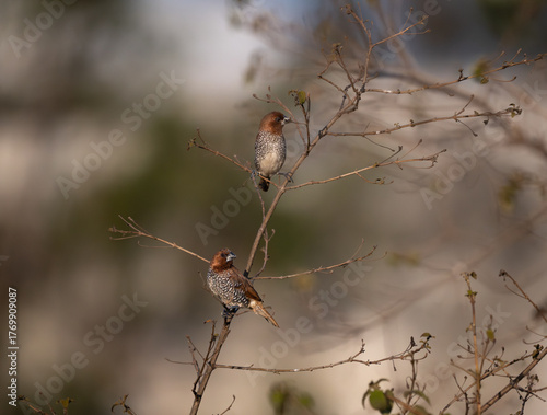 Two vibrant, small Scaly breasted Munias perched on a thin, branch. The background is a muted, dark and light brown and blurred color.