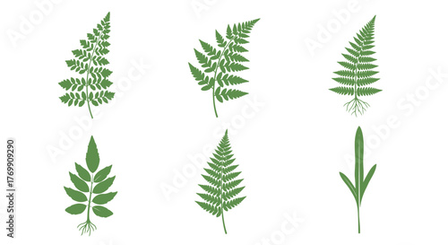 Assorted green fern botanical illustrations on a clean white backdrop