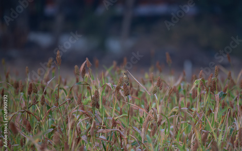 A small Baya weaver bird is perched on the seed head of a stalk in a vast field of mature grain crop of sorghum or millet. The surrounding is filled with reddish brown and green hues of grain.