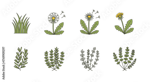 Collection of illustrated meadow plants dandelions and herbs in green color