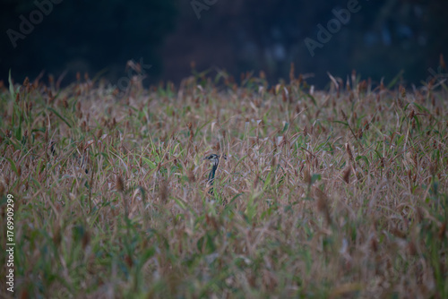 A beautiful Indian peacock popping in the field of grain surrounded with millet branches with blurred background.