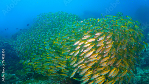 Underwater photo of school of fish at a coral reef. Yellow Snapper Fish. From a scuba dive off the coast of the island Koh Lanta in the south Andaman Sea in Thailand.