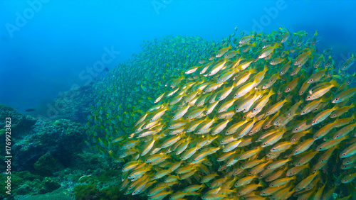 Underwater photo of school of fish at a coral reef. Yellow Snapper Fish. From a scuba dive off the coast of the island Koh Lanta in the south Andaman Sea in Thailand.