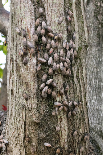 Spotted lanternfly feeding party on a maple tree