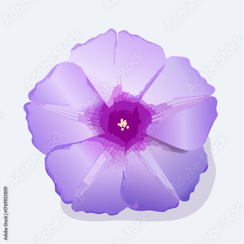 Ipomoea purpurea with morning glory flower isolated on transparent background
4