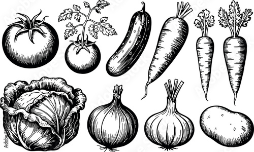 A detailed collection of common vegetables is presented in a classic black and white engraved style, showcasing tomatoes, cucumbers, carrots, cabbage, onions, and potatoes.