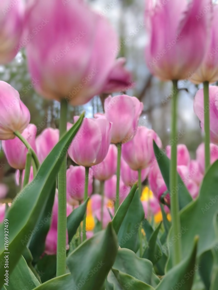 Fototapeta premium Pink tulips bloom densely with green leaves, creating a vibrant floral scene
