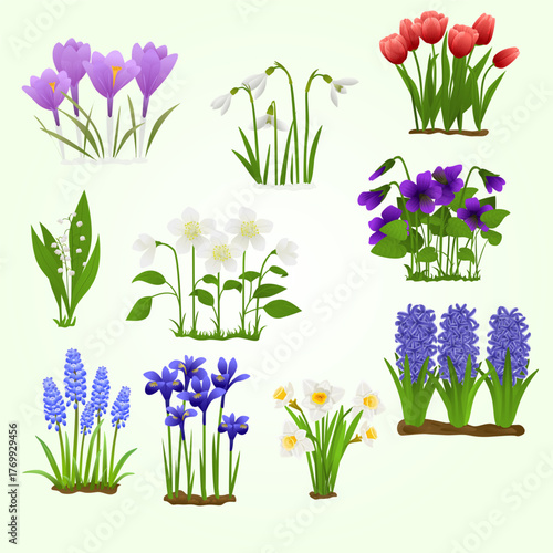 Colorful Spring Flowers Illustration Set of Crocus, Tulip, and Snowdrop