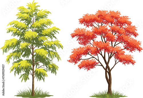 Autumn tree illustration, spring summer foliage, seasonal landscape design, red orange leaves, green yellow canopy, botanical artwork, nature drawing, outdoor decorative scene