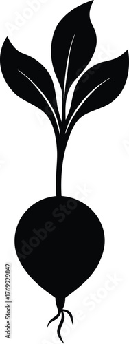 Fresh red radish with long root illustration