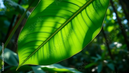 fenestrations. Close-up of a vibrant tropical leaf with natural holes, bathed in soft rainforest light. gardening catalogs, home-decor guides, designed for gardening and botanical catalogs.