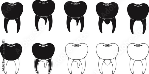 Dental anatomy illustration, human teeth diagram, tooth root structure, molar and premolar drawing, dental education chart, oral health vector, dentistry 