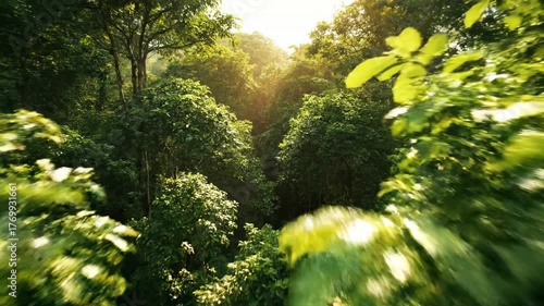 Slow aerial drone descent through a dense, vibrant green rainforest canopy, with dappled sunlight filtering through the leaves lush, tranquil, slow