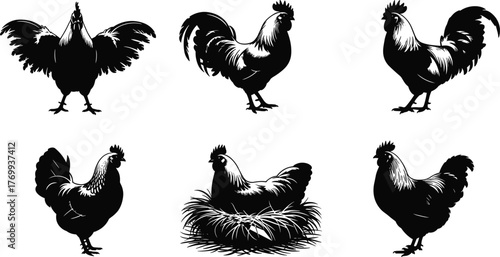 Set of chicken and rooster silhouettes vector illustration showing farm birds, hens, cocks, nesting hens, poultry farming and agriculture concept.