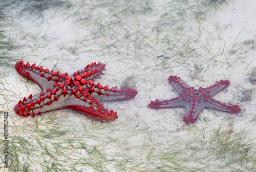 Red knobbed seastars (Protoreaster linckii) exposed on sandy shore at low tide in Watamu, Kenya