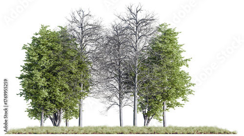 Photos Realistic PNG cutout showing a group of green and leafless trees together, ideal