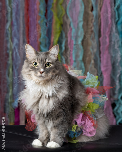 Long-Haired Domestic Cat in Tutu on Striped Rainbow Backdrop