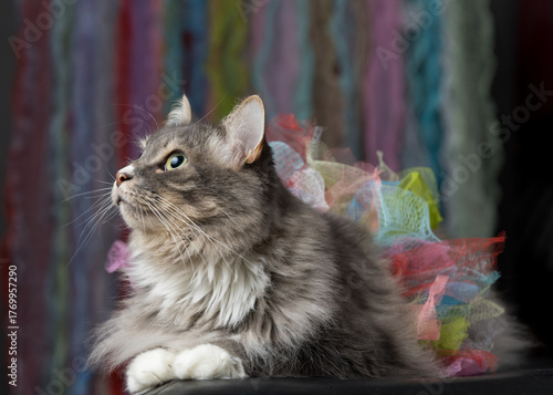 Bold Colorful Cat Portrait with Gold Eyes and Vibrant Backdrop