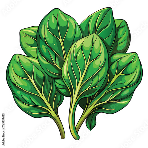 Fresh spinach leaves premium vector flat color illustration.