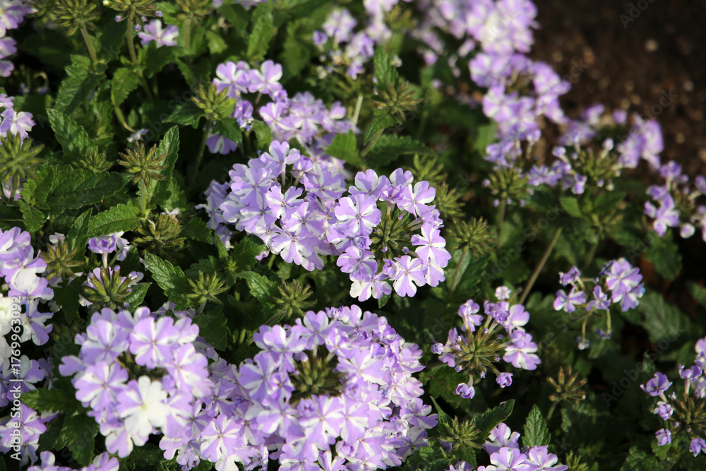 Obraz premium Clusters of light purple and white Verbena flowers blooming