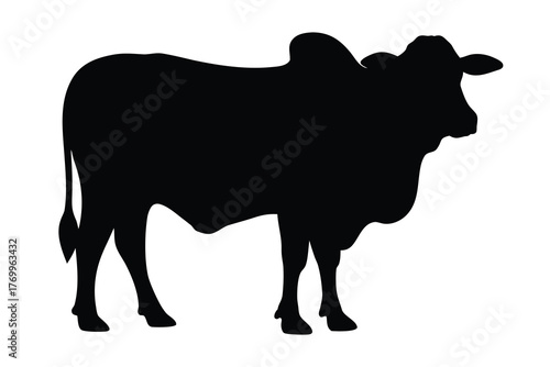 Brahman bull silhouette vector illustration, Brahman cow black silhouette 