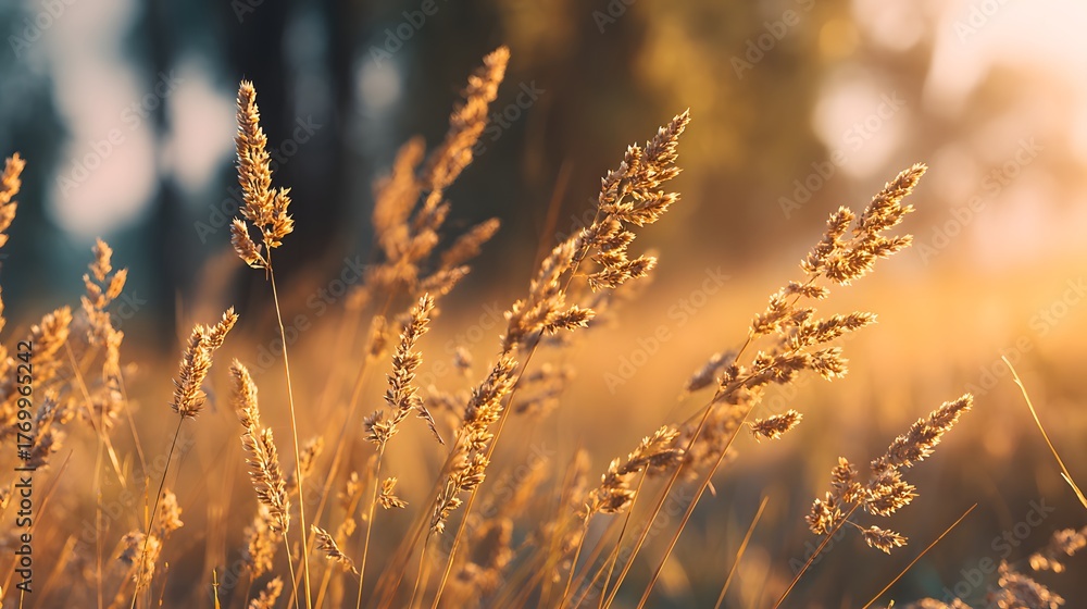 Fototapeta premium Sunlight illuminates dried grass seed heads during a golden hour field scene