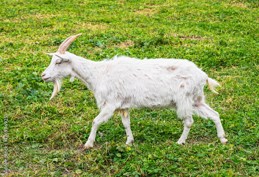Obraz premium White domestic goat walking on green grass in a rural pasture on a summer day, side view of a farm animal with long beard and curved horns.