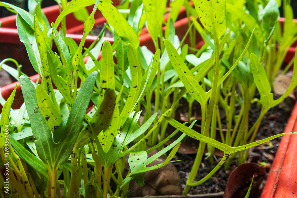 Obraz premium spinach seeds germinate and grow radicle or shoots which become a stem then seedling