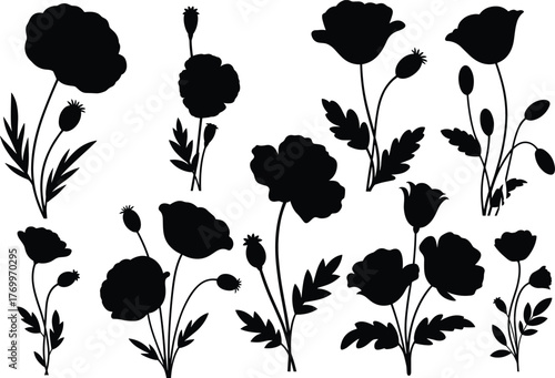 Black silhouette poppy flowers and seed pods on white background floral nature