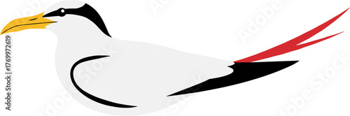 Flat Style Elegant Tern Bird with Red Tail Animal Illustration