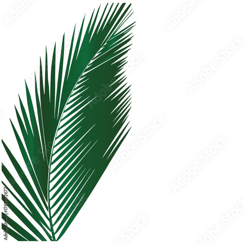 Make a Professional Coconut Leaves Vector