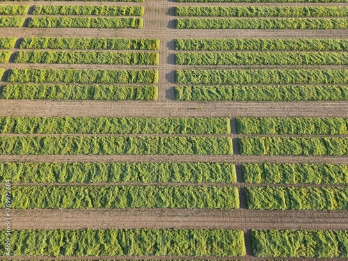 Elevated view looking down on an agricultural crop with rectangle shaped groups of plants occurring in a distinct repeating pattern.
