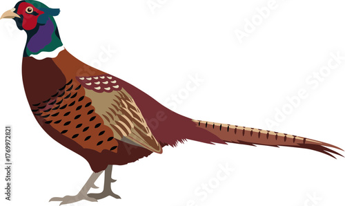 Detailed Flat Illustration of a Beautiful Male Common Pheasant Bird