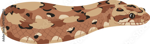 Detailed Flat Lay Hognose Snake Illustration Reptile Wildlife Art