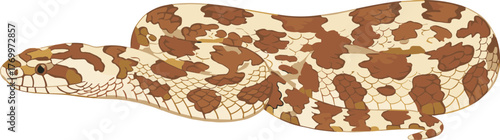 Detailed Realistic Hog Nosed Snake Reptile Animal Wildlife Illustration