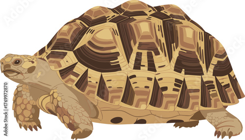 Detailed Flat Illustration of an African Spurred Tortoise Reptile Animal