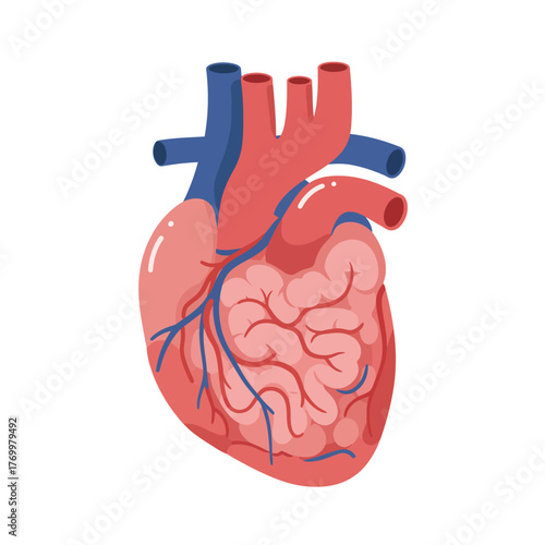 Detailed anatomical illustration of a human heart, showcasing its chambers, major arteries, and veins in a clear, simplified diagram.